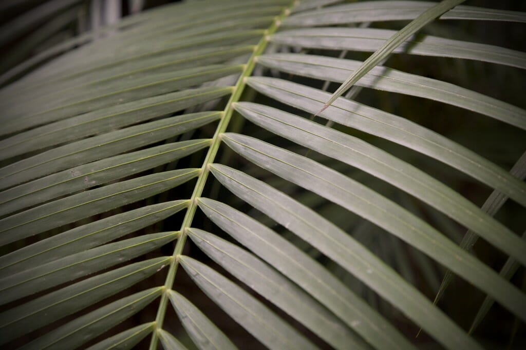 Palm fronds in the gardens